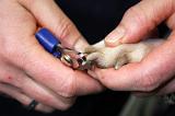 GRIFFES - WHIPPET 085